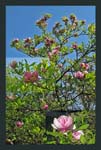 04arboretum_magnolie