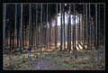 12-svetlo_v_lese