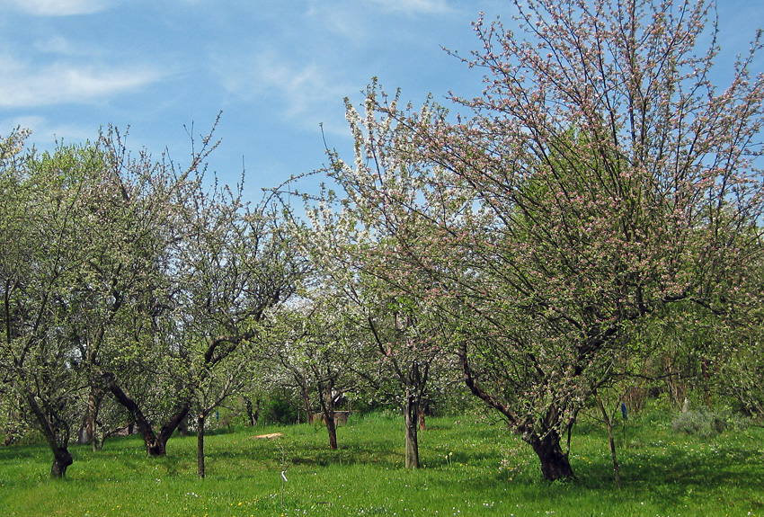 29-kvetouci-jablone
