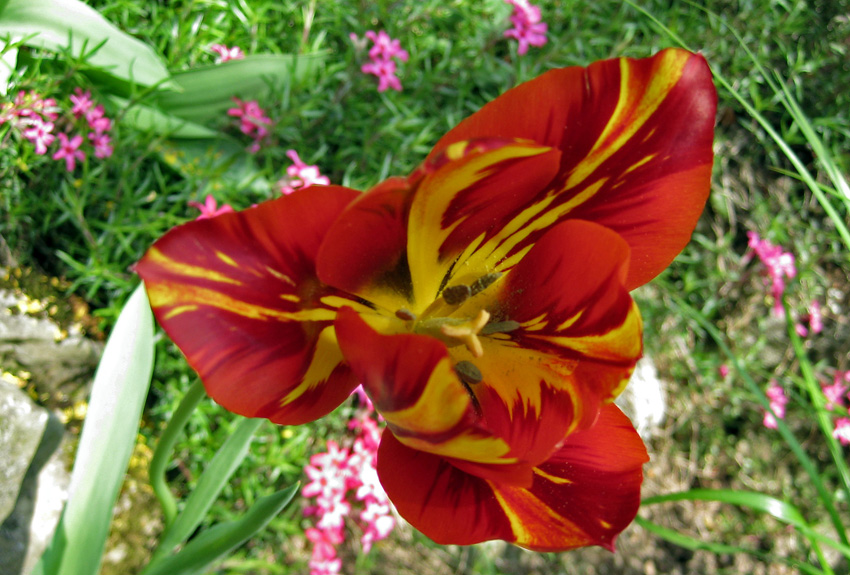 42-tulipan2