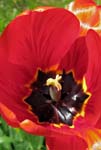 41-tulipan