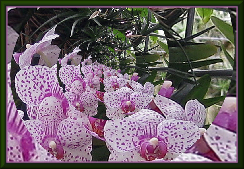 orchidea6-z