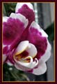 orchidea8