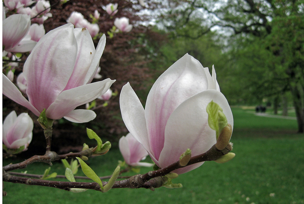 11_magnolie