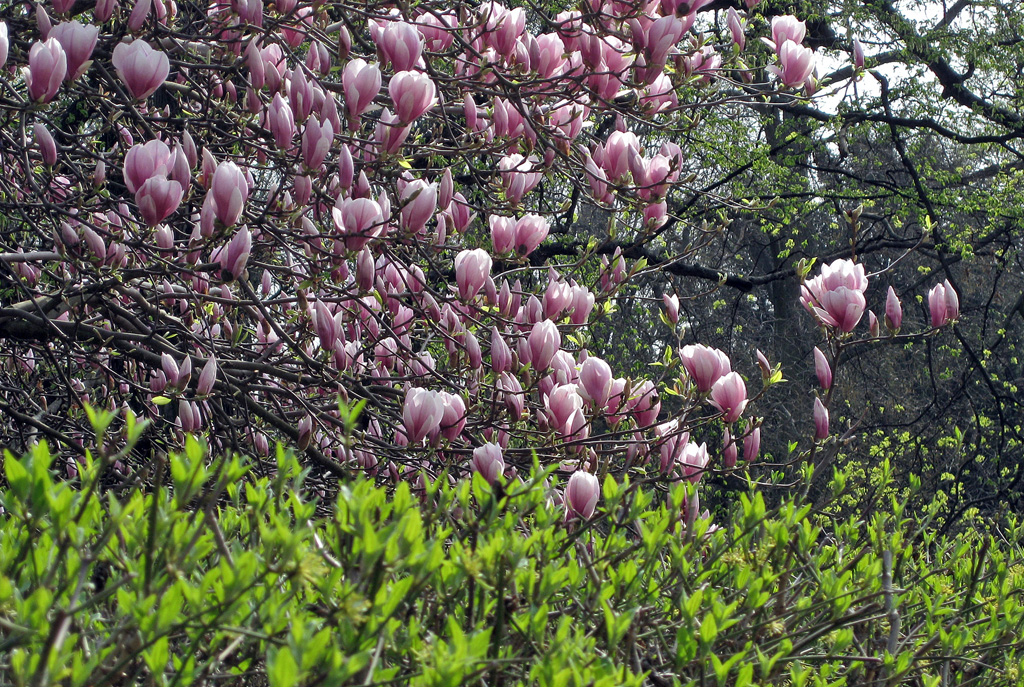 17-magnolie