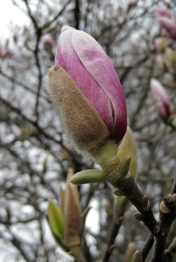 19-magnolie3