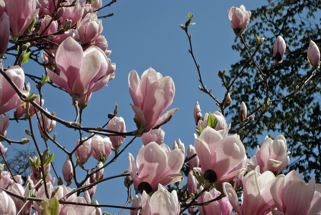 18-magnolie2
